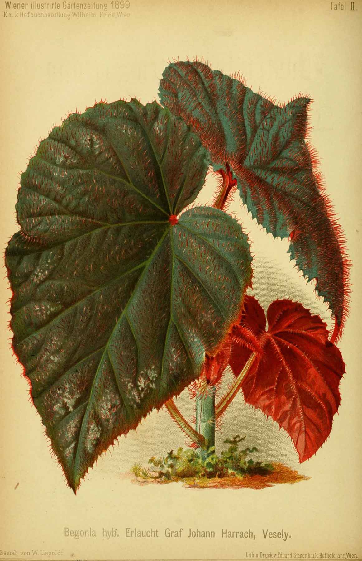 B. ‘Erlaucht Graf Johann Harrach’